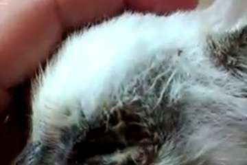 Rescatada de la basura una gatita de menos de un mes a la que habían sacado los ojos en Telde